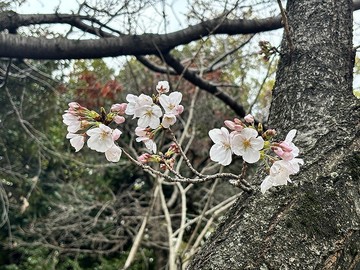 20250327_111017.JPG