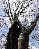 �������ɂ��������