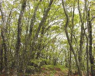 �������͐V�΂̃g���l��