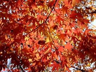 �g�t���N�₩