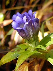 �o�R���ɍ炭�����h�E