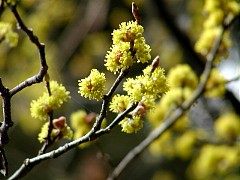 �_���R�E�o�C�̉ԁH�H