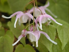 �C�J���\�E