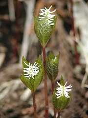 �q�g���V�Y�J