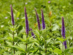 �N�K�C�\�E