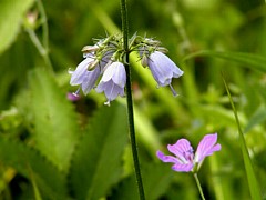 �c���K�l�j���W���ƃn�N�T���t�E��