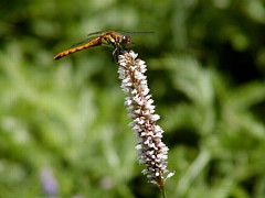 �T���V�i�V���E�}�Ɛԃg���{