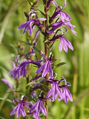 �T���M�L���E