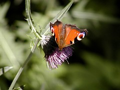 �A�U�~�̉Ԃ�