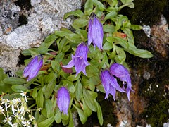 �`�V�}�M�L���E