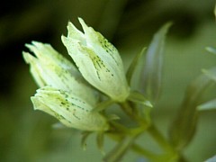 �g�E���N�����h�E