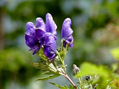 �g���J�u�g