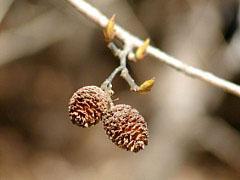 ���}�n���m�L�̎��Ɠ~��